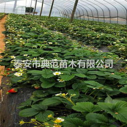五月香草莓苗基地 融合生態(tài)理念，引領(lǐng)草莓產(chǎn)業(yè)發(fā)展